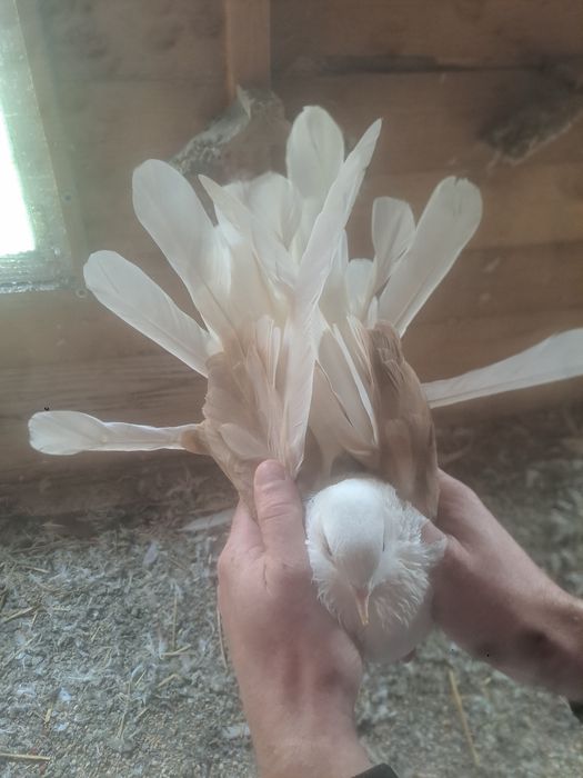 Gołębie orliki boki