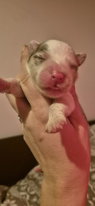 Border collie piesek red merle