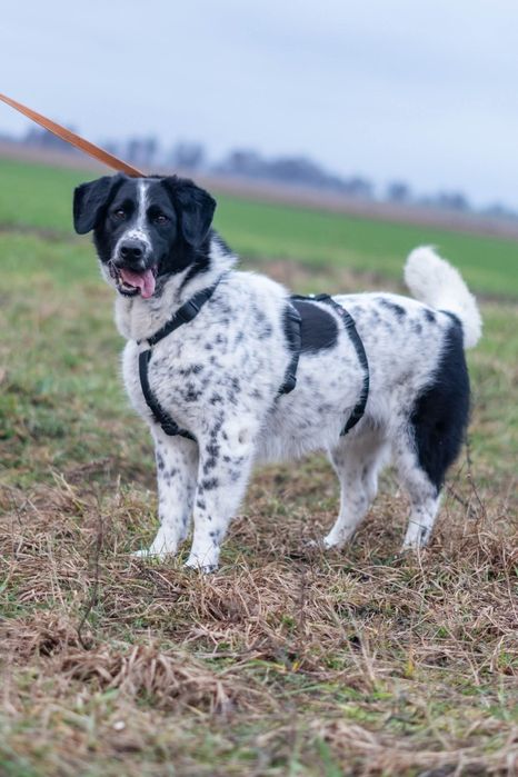 Kajtek już 5 lat czeka w Schronisku Nadzieja Napierki