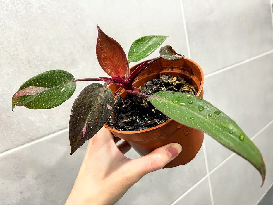 Филодендрон Розовая принцесса - комнатное растение