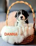 Śliczna suczka Border collie