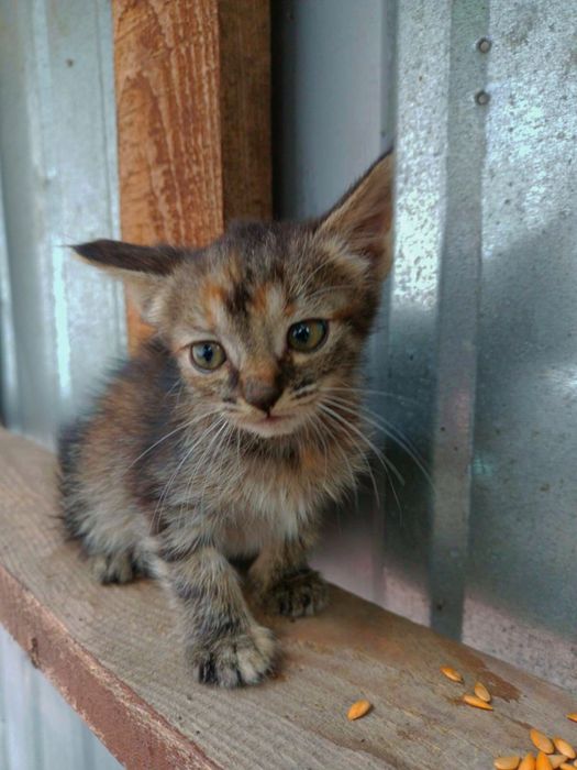 Кошенята з красивими очима шукають родину