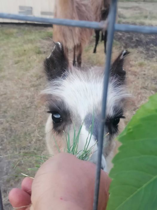 Lama samiec samica sprzedam