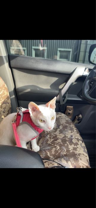 Ждем жениха на вязку