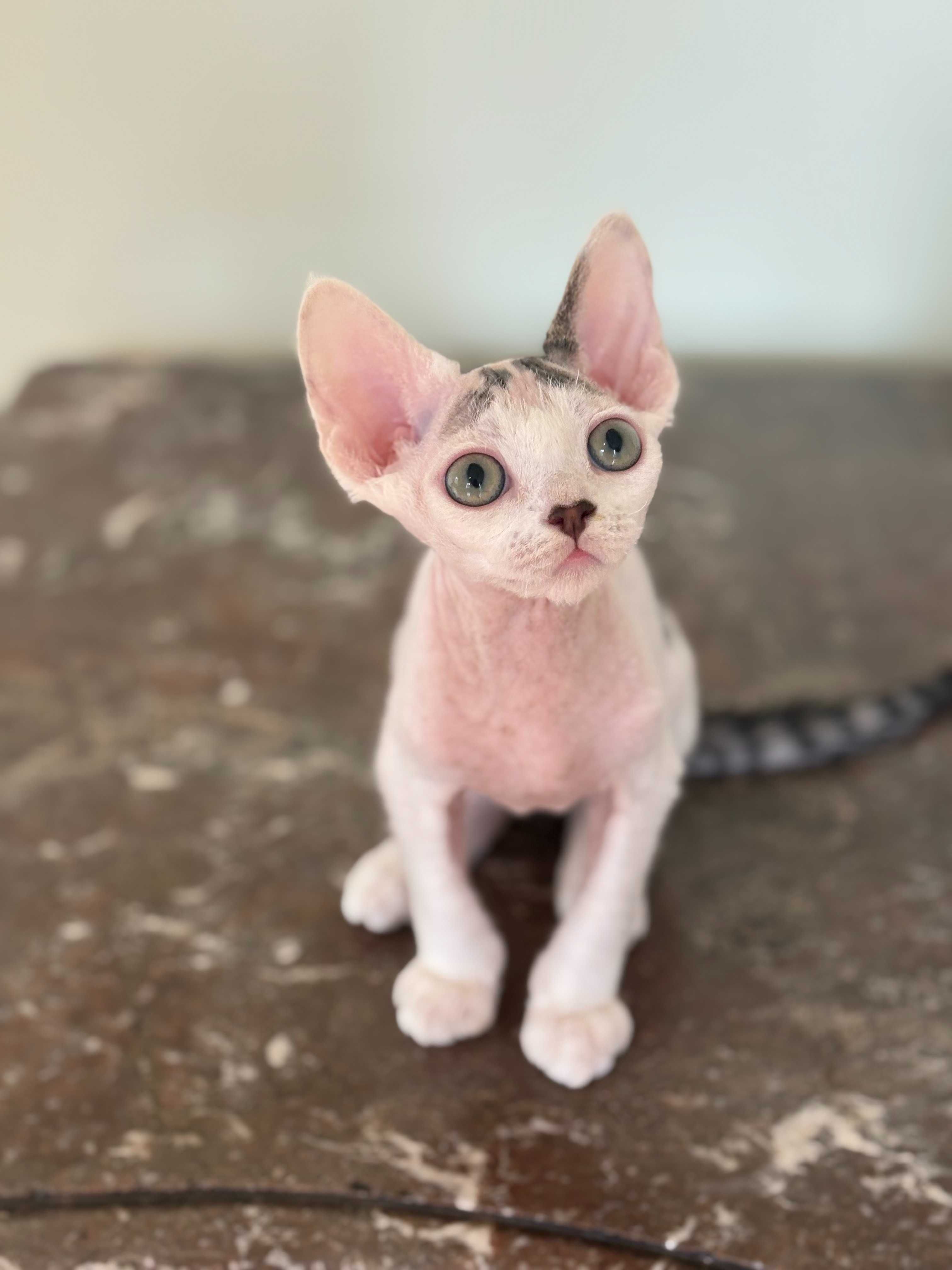 Devon Rex chłopiec