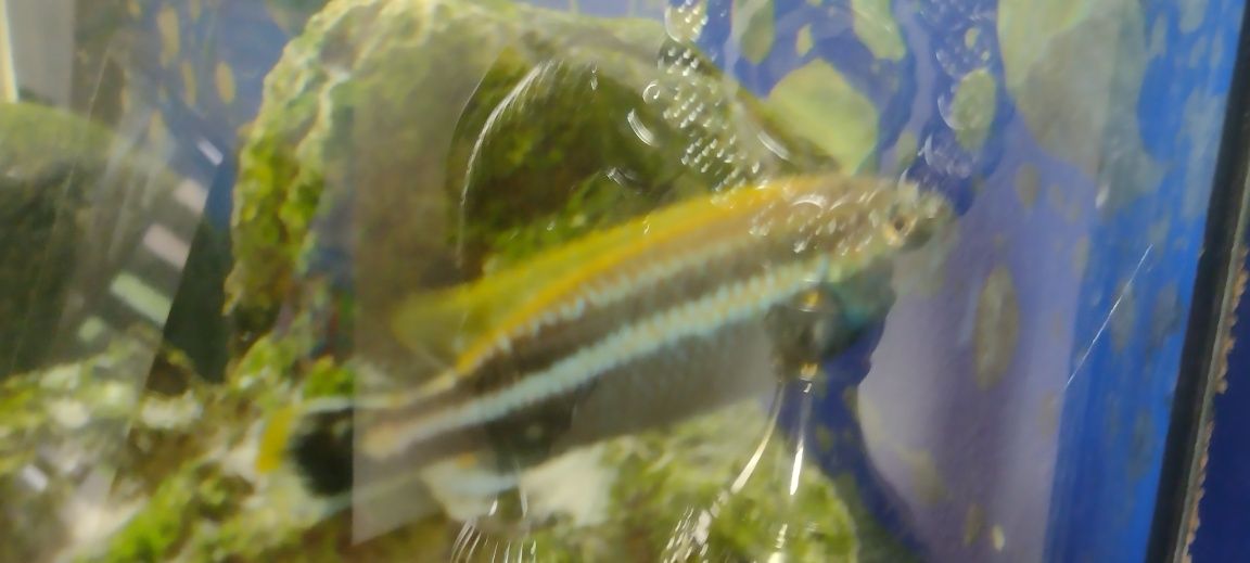 Samiec pyszczka złocistego (Melanochromis auretus)