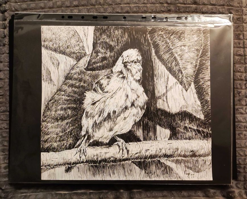 "Motylik błękitnogłowy #2" - oryginalny rysunek piórkiem i tuszem