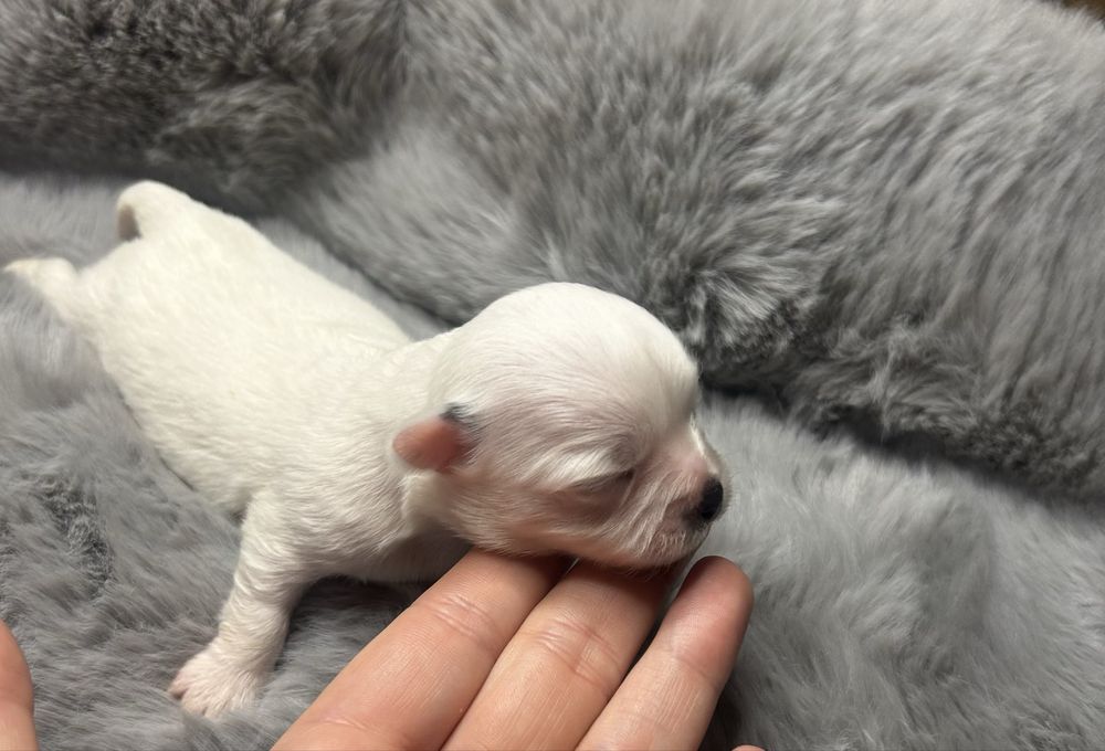 Śnieżno biała sunia po Championie gotowa do rezerwacji