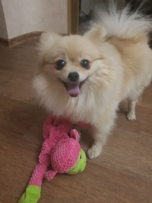 Домашняя передержка кошек и собак "Як у себе вдома