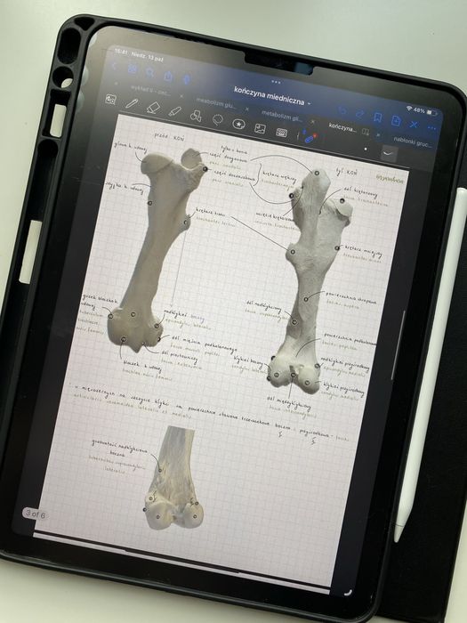 Anatomia zwierząt - notatki z anatomii z pierwszego roku weterynarii