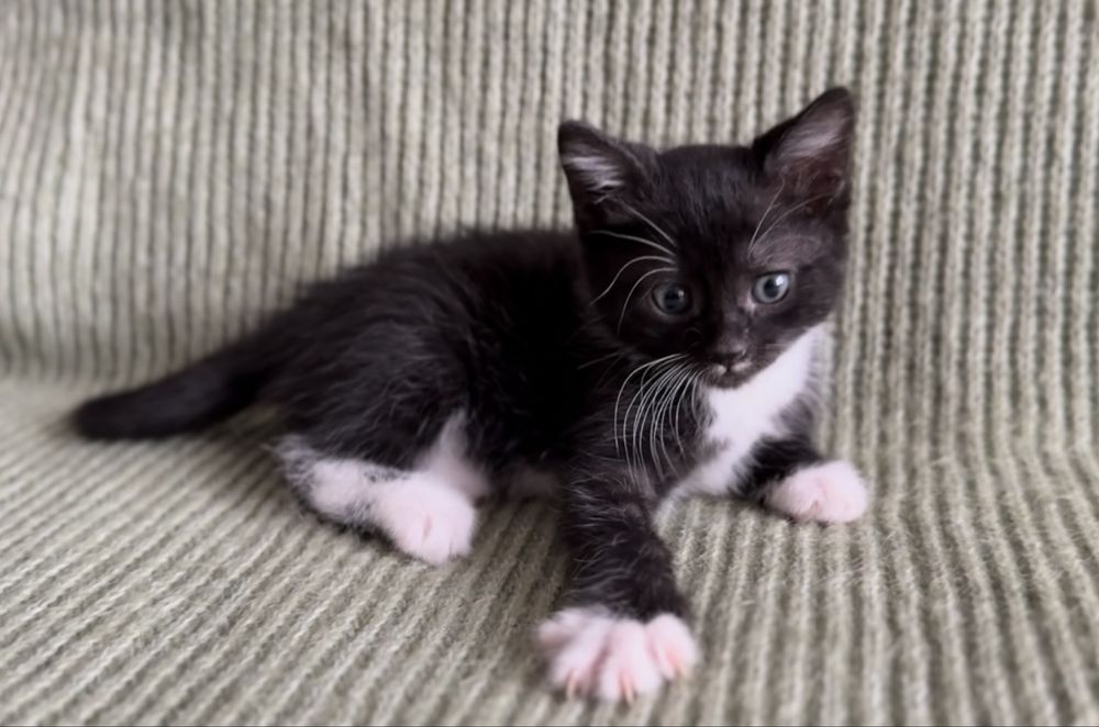 Кошеня в добрі руки!!! (1,5 місяці, можлива доставка)