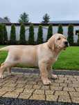 Labrador Retriever Piękny Szczeniak