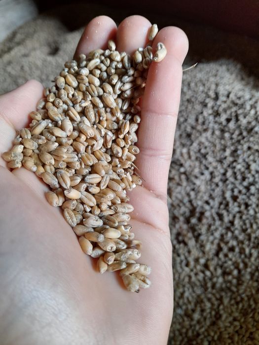 Sprzedam pszenicę wąsatkę i żyto ,pszenżyto