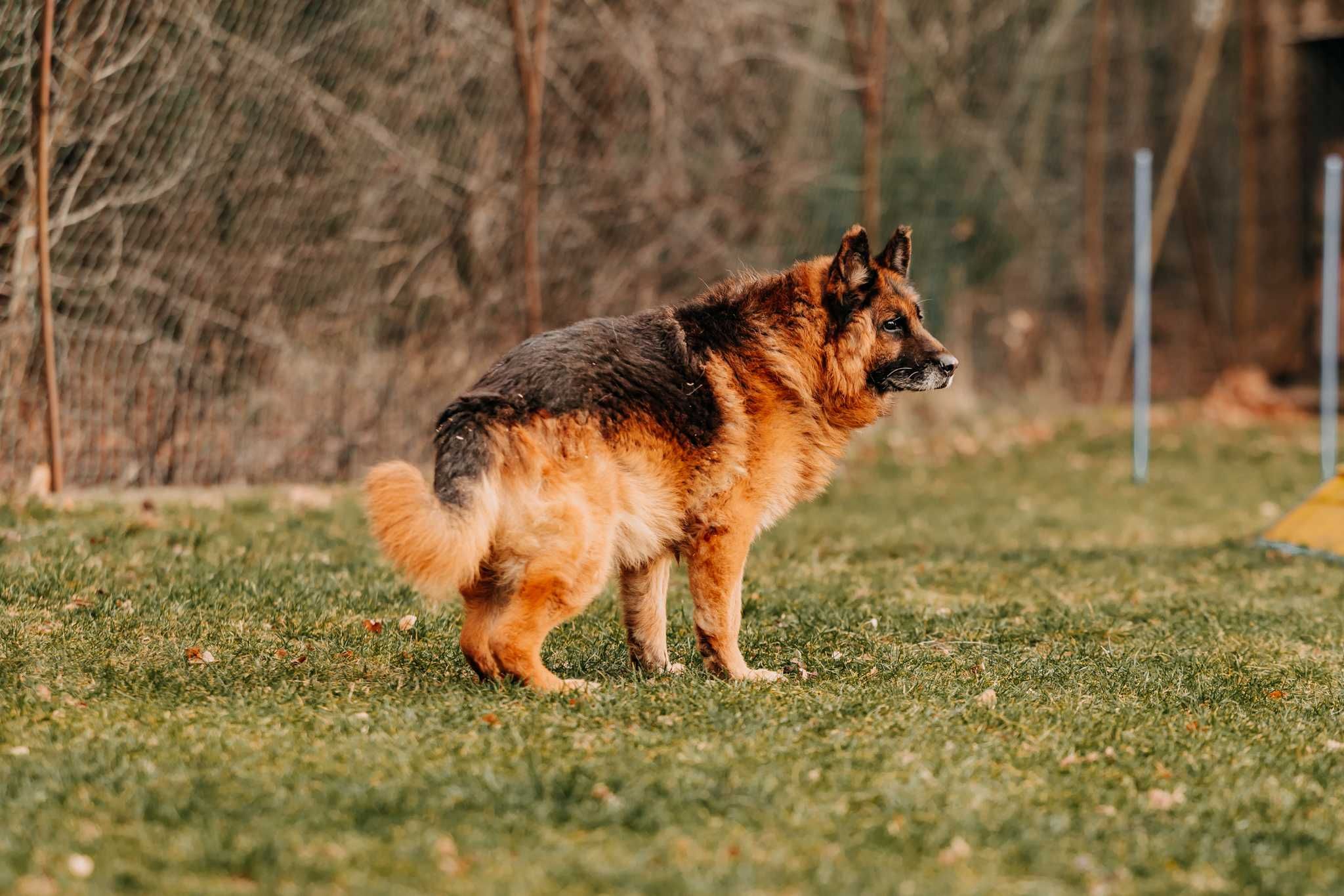 Sympatyczny, spokojny, zrównoważony Sting poleca się do adopcji!!!