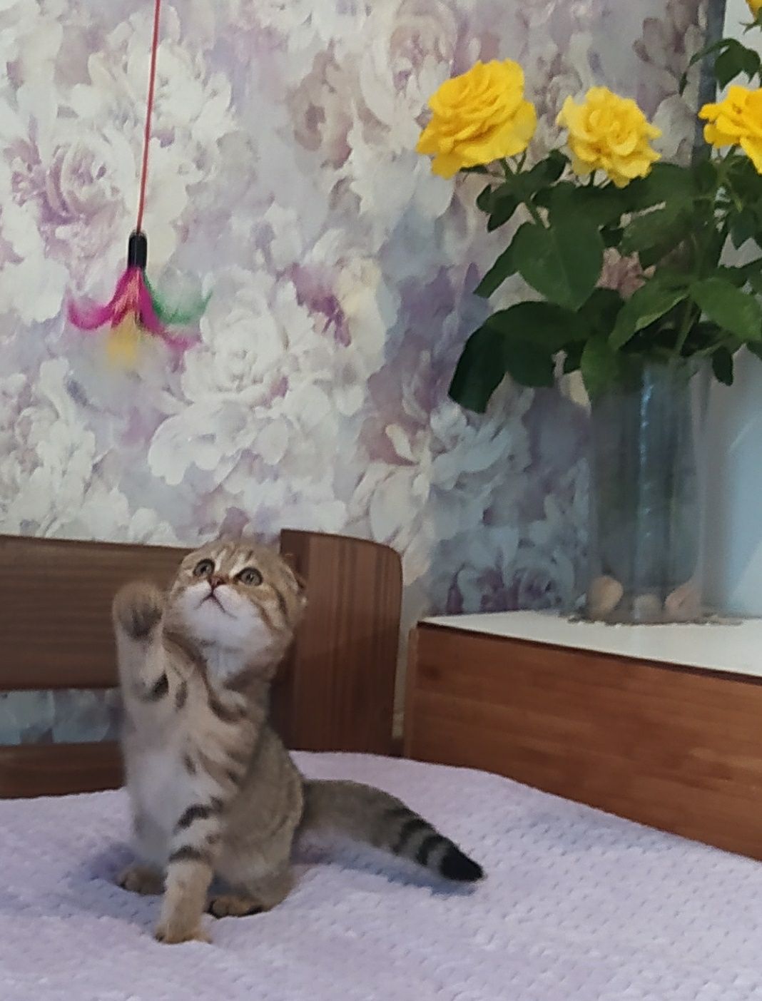Срочно! Котята скотиш фолд