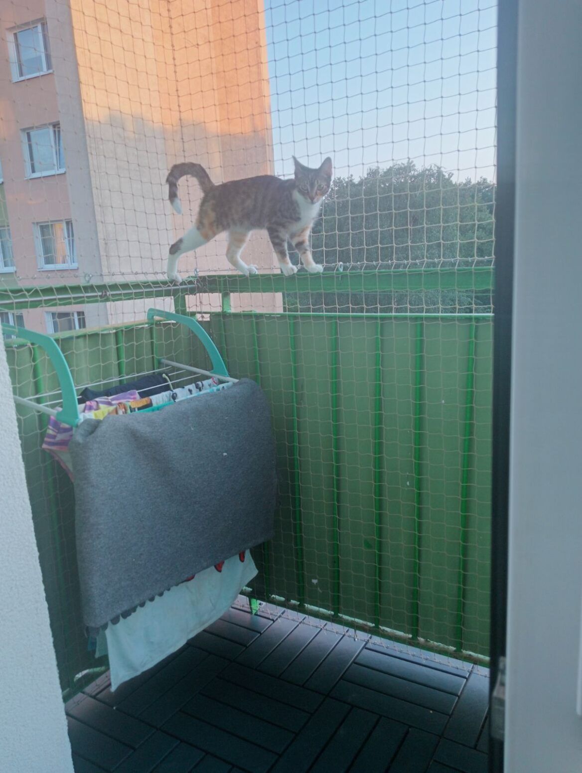 Montaż siatki na balkon dla kota/przeciw ptakom. W MAX 5 DNI ROBOCZYCH
