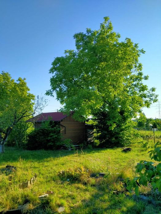 Sprzedam działkę ROD w Krzeszowicach