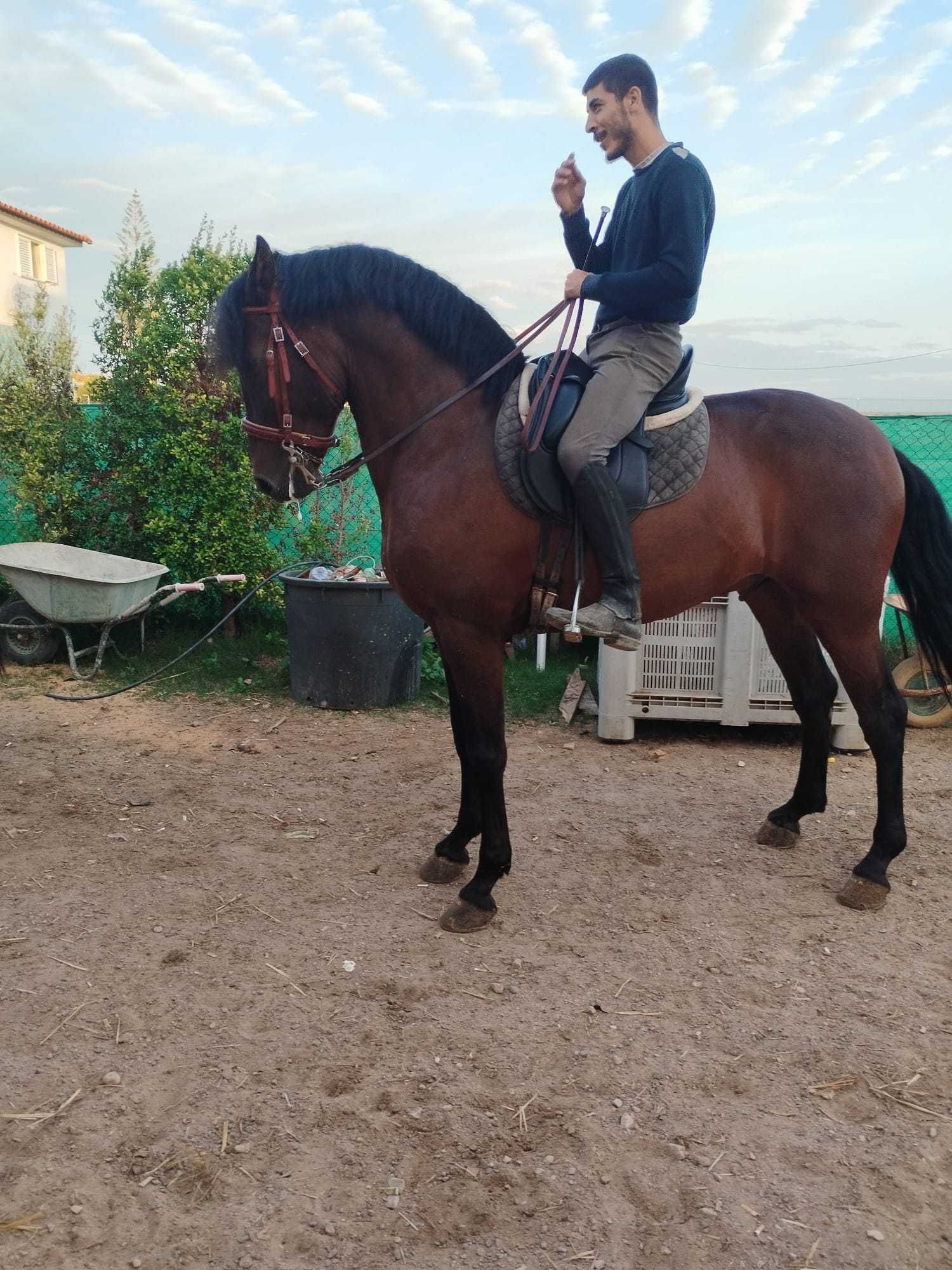 Vende se cavalo com 6 anos de idade