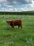Krowa i jałówki highland