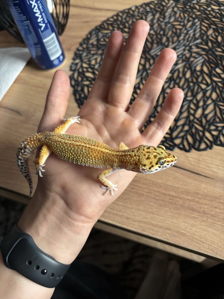 Gekon Lamparci Superhypo Tangerine