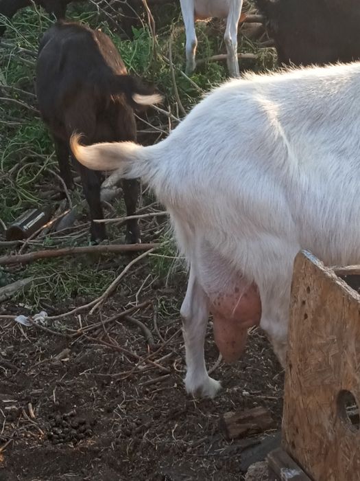 Продаются козлята и козочки  от высокоудоистых коз
