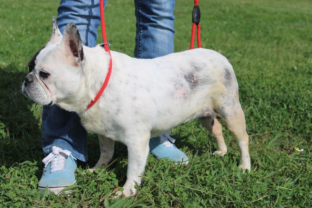 Sasha Bulldog Francês