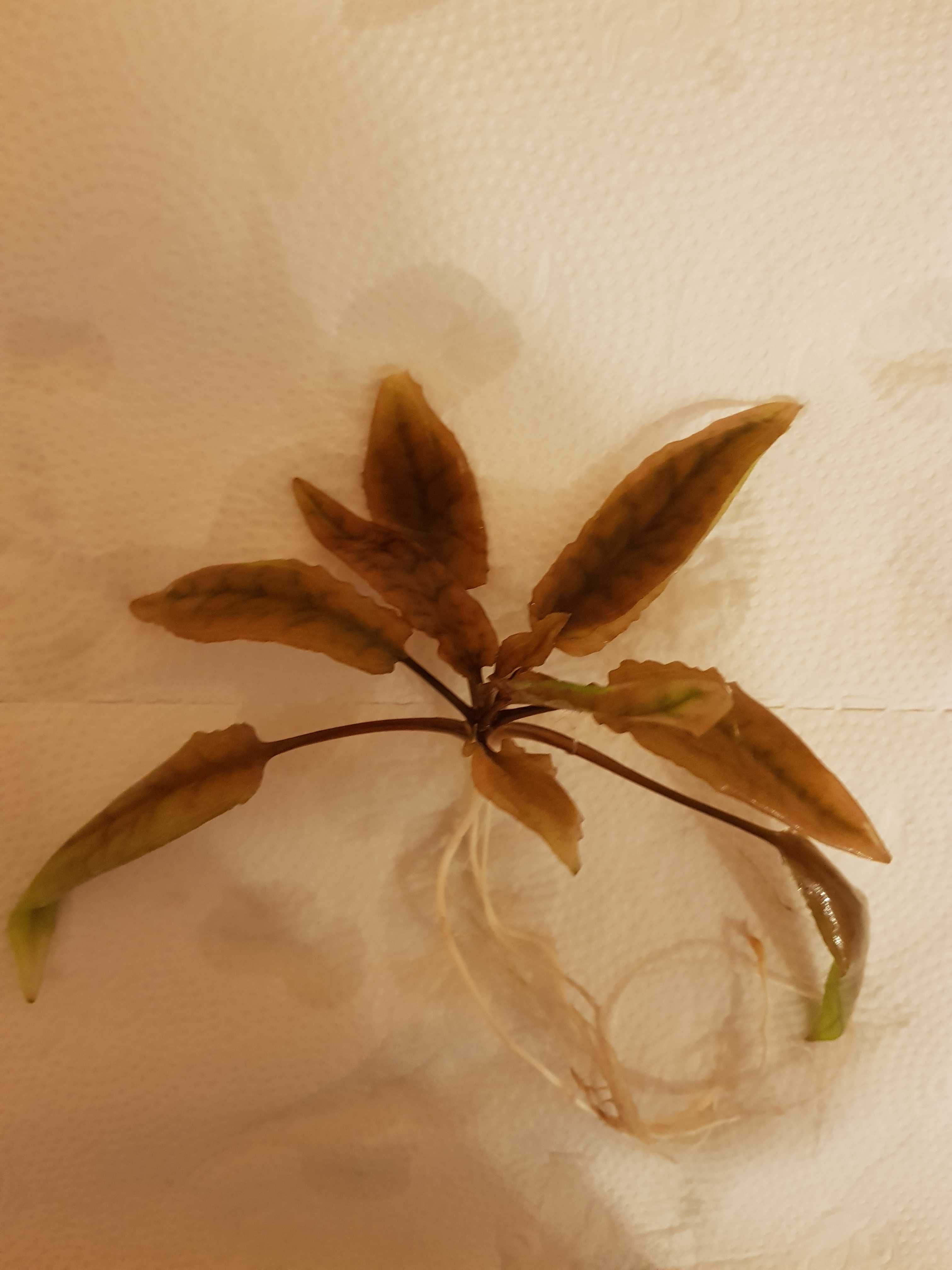 Cryptocoryna  brązowa - rośliny, roślinki do akwarium
