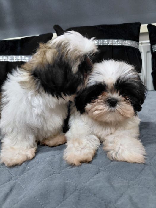 Śliczny piesek Shih tzu tri color