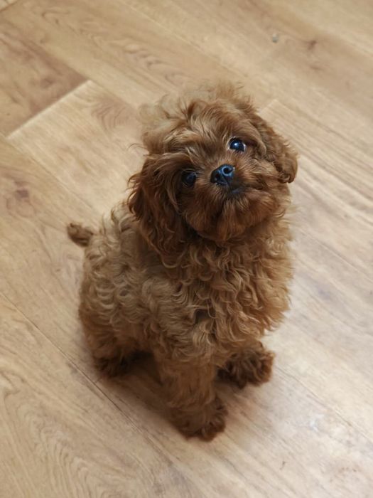 Эксклюзивный щенок кавапу мальчик