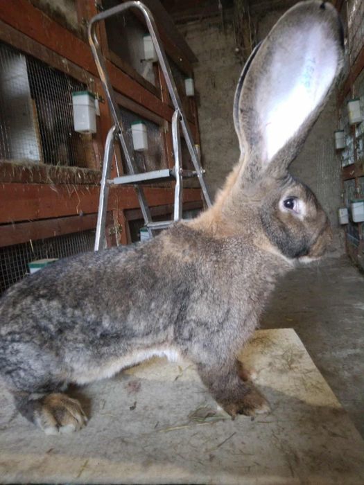 Olbrzym belgijski samice