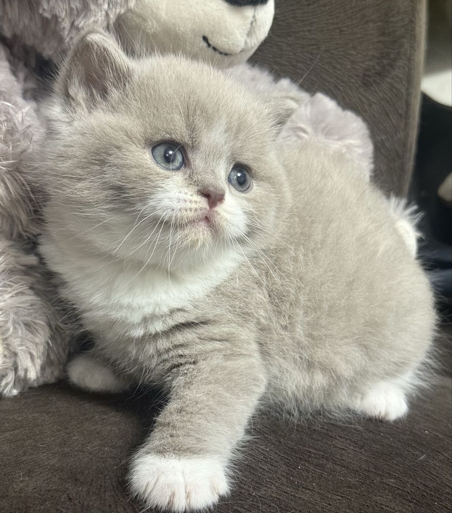 Kocur Brytyjski Liliowy Bicolor Kot Kotek