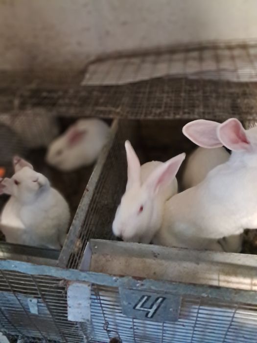 Термонська біла. Чиста лінія. Провакциновані та пропоєні.