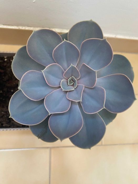 Suculenta Echeveria 'Perle von Nürnberg