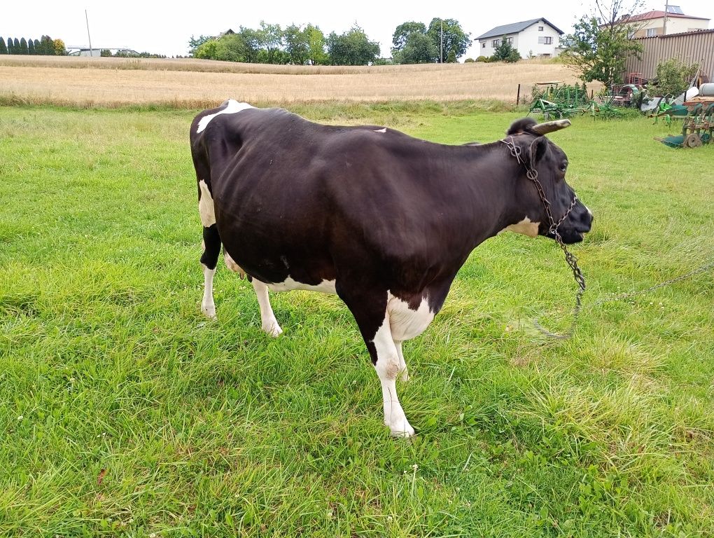 Krowa mleczna dojna