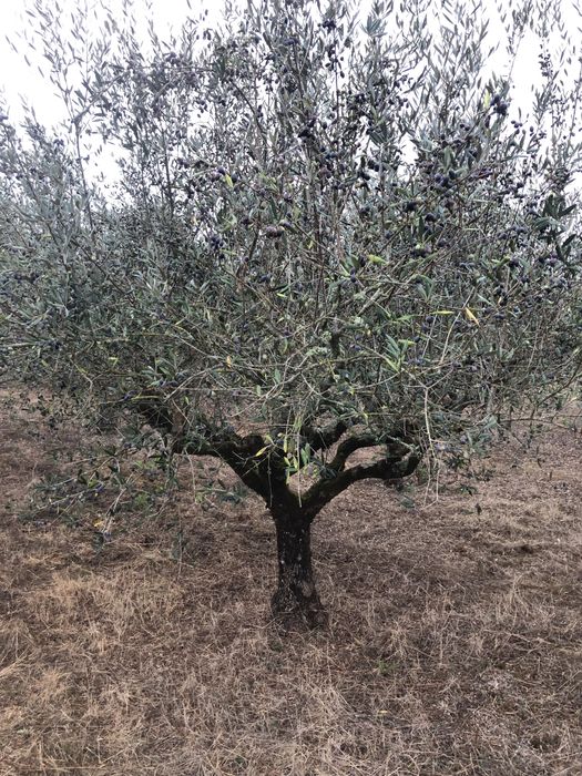 Vendo oliveiras galegas