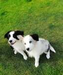 Border collie FCI szczeniaczki