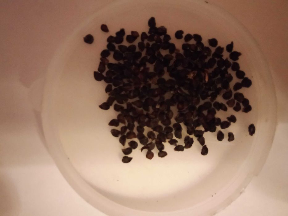 Перець гострий Rocoto Mini Red насіння на обмін