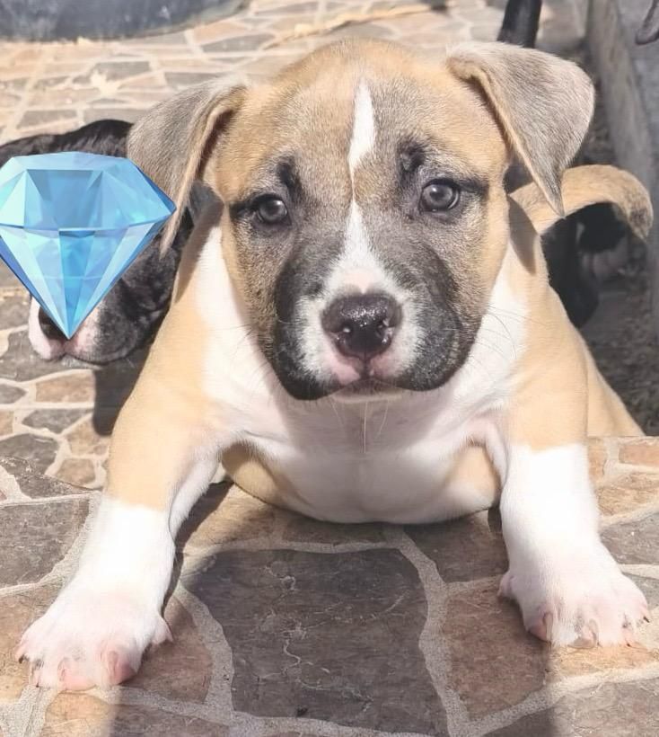 American Bully Pocket