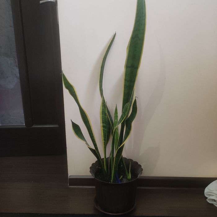 Вазони, сансівієрія муншайн