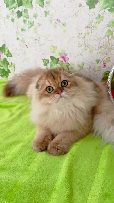 Дуже гарний котик золота шиншила Хайленд