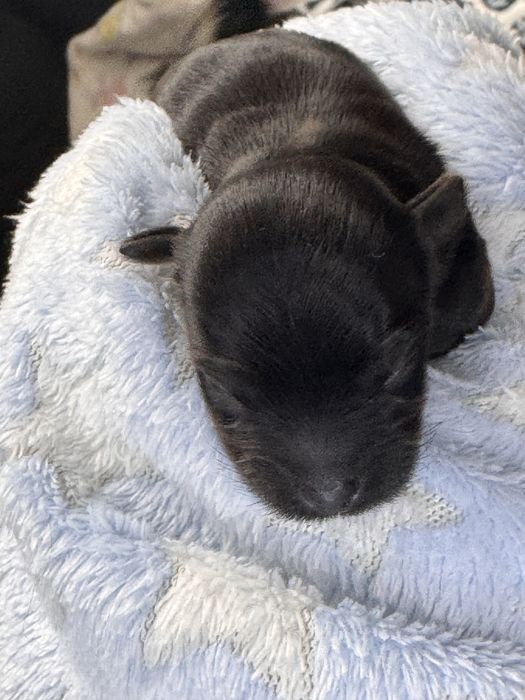 Black yorkshire terrier