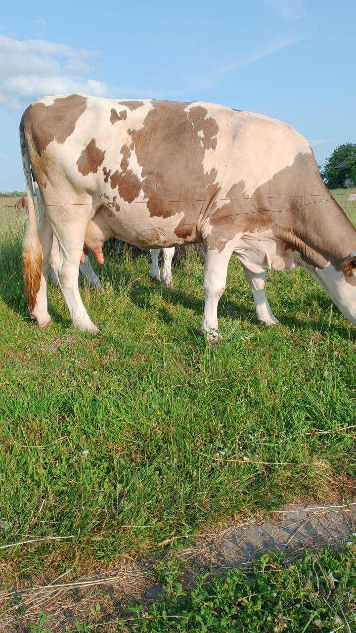 Продам дійну корову