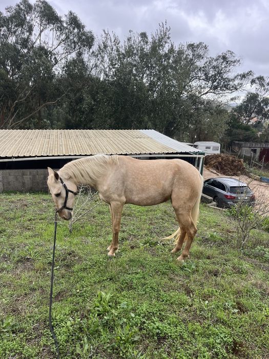 Egua palomina  1,57m