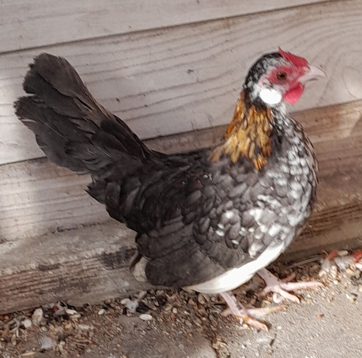 Kurki ozdobne bantamki naturalnego lęgu 2025r