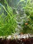 Vallisneria nurzaniec roślina trawa akwariowa