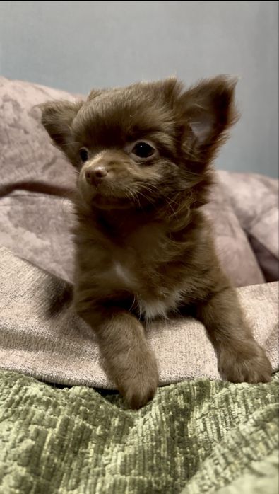 Мала  красуня чихуахуа