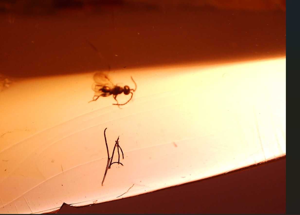 Bursztyn inkluzja rzadka osa Hymenoptera Megaspilidae !! wymarła