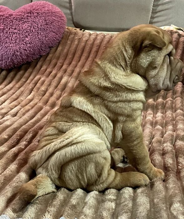 Цуценята шарпея собака шарпей