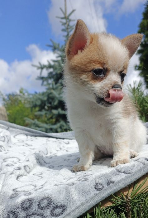 Ефектна дівчинка готова до броні