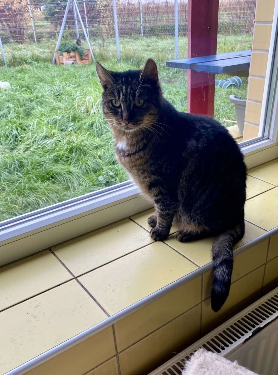 Kotka Mysza do adopcji od 3lat!